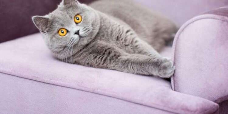 Comment faire un répulsif naturel pour chat ?