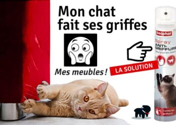 Comment faire un répulsif naturel pour chat ?
