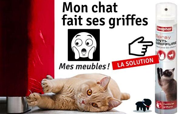 Comment faire un répulsif naturel pour chat ?