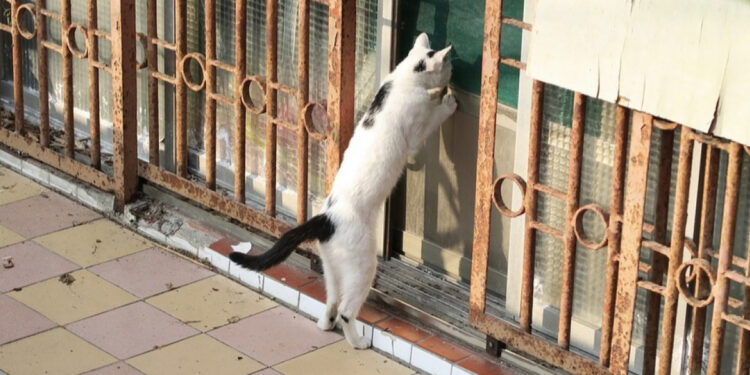 Comment faire un répulsif naturel pour chat ?