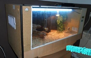 Comment faire un terrarium avec des insectes ?