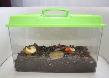 Comment faire un terrarium bioactif ?