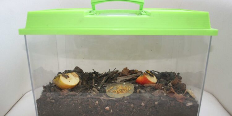 Comment faire un terrarium bioactif ?