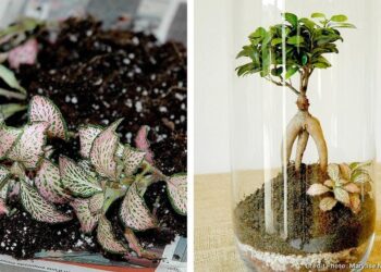 Comment faire un terrarium dans un bocal fermé ?