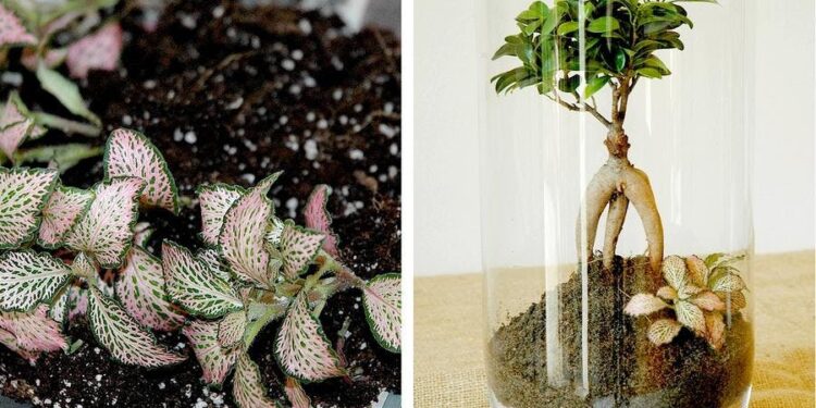 Comment faire un terrarium dans un bocal fermé ?