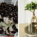 Comment faire un terrarium dans un bocal fermé ?