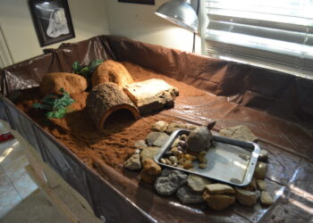 Comment faire un terrarium en bocal ?