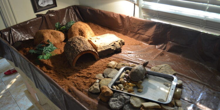 Comment faire un terrarium en bocal ?