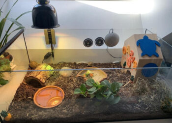 Comment faire un terrarium fait maison ?