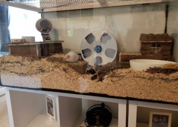 Comment faire un terrarium fait maison ?