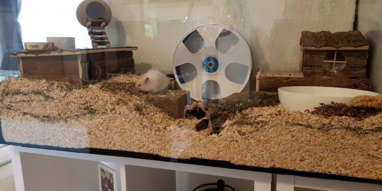 Comment faire un terrarium fait maison ?