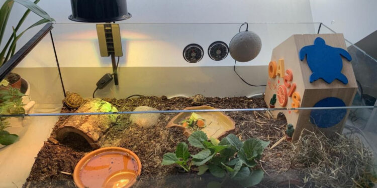 Comment faire un terrarium fait maison ?