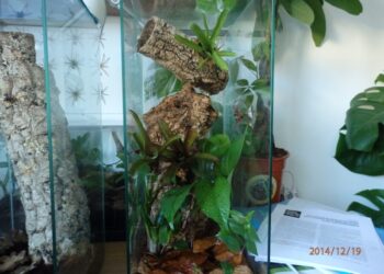 Comment faire un terrarium plante tropicale ?