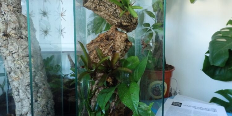 Comment faire un terrarium plante tropicale ?