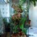 Comment faire un terrarium plante tropicale ?