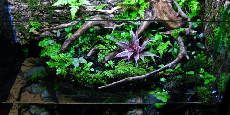 Comment faire un terrarium plante tropicale ?