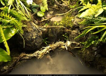 Comment faire un terrarium pour grenouille ?