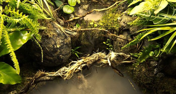 Comment faire un terrarium pour grenouille ?