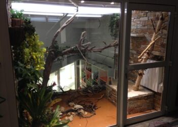 Comment faire un terrarium pour iguane ?