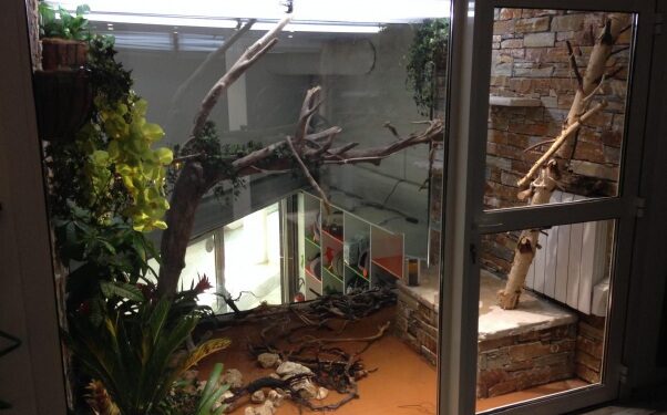 Comment faire un terrarium pour iguane ?