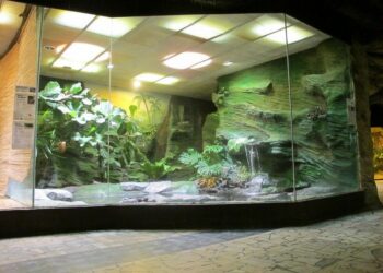 Comment faire un terrarium pour tortue de terre ?