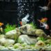Comment faire une belle décoration d'aquarium ?