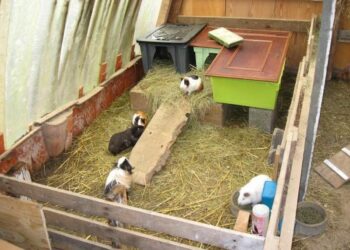 Comment faire une cage à cochon d'Inde en bois ?