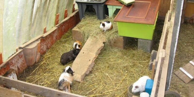 Comment faire une cage à cochon d'Inde en bois ?