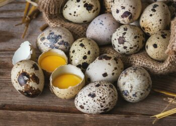 Comment faire une couveuse fait maison ?