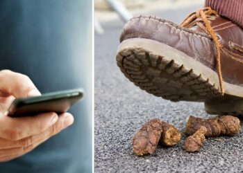 Comment faire une fosse septique pour chien ?