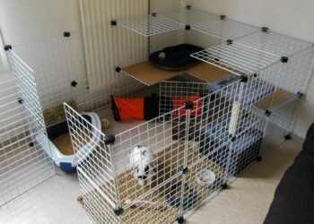 Comment faire une petite cabane pour lapin ?