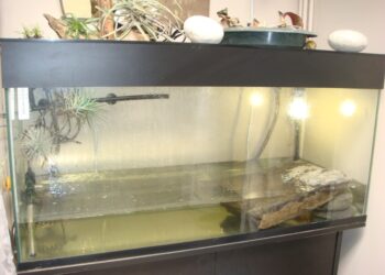 Comment faire une plage pour ma tortue ?