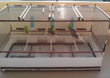 Comment faire une volière pour oiseaux ?