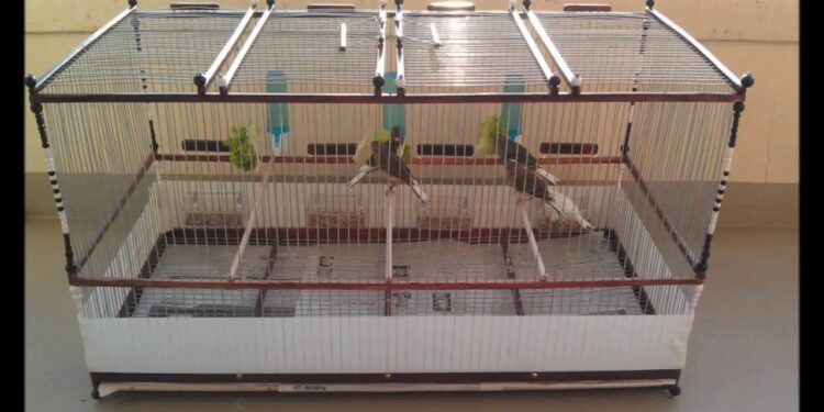 Comment faire une volière pour oiseaux ?