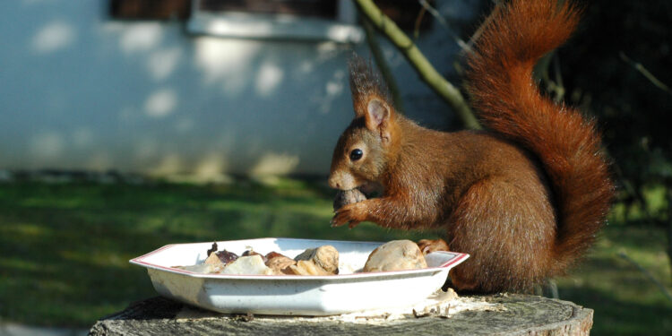 Comment faire venir les écureuils ?