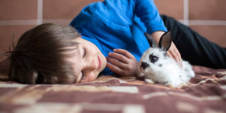 Comment faire vivre son lapin en liberté ?