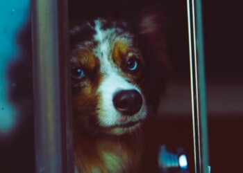 Comment faire voyager un berger australien en voiture ?