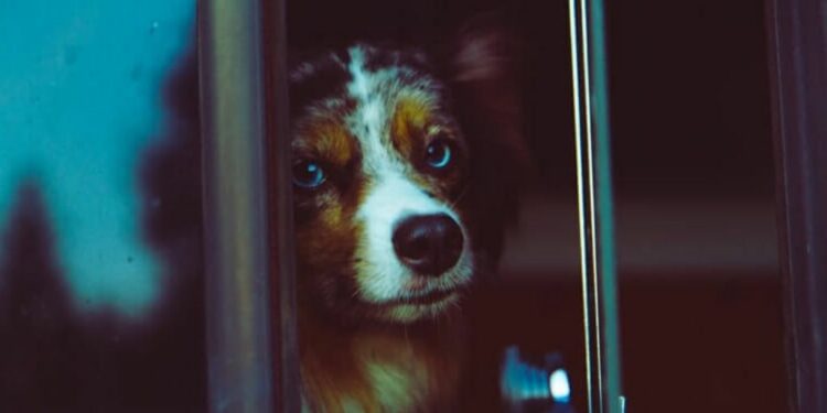 Comment faire voyager un berger australien en voiture ?