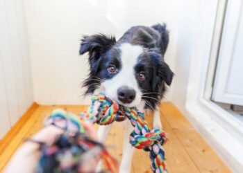 Comment fatiguer son chien à la maison ?