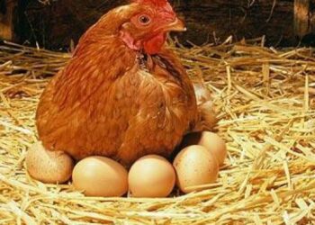 Comment finissent les poules pondeuses ?