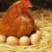 Comment finissent les poules pondeuses ?
