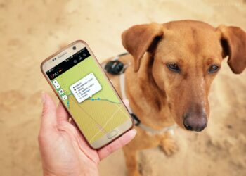 Comment fonctionne un collier GPS ?