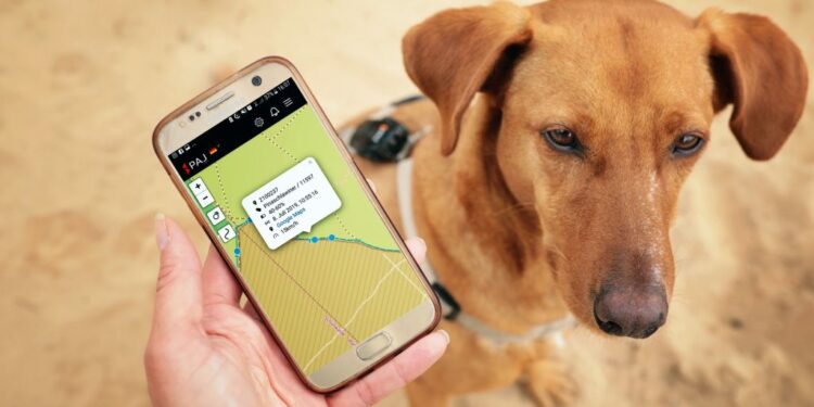 Comment fonctionne un collier GPS ?