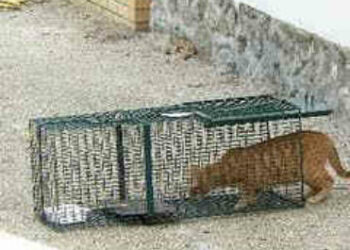 Comment fonctionne une cage trappe ?