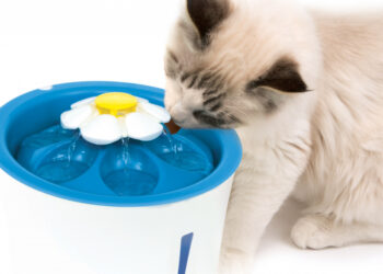 Comment fonctionne une fontaine sans pompe ?