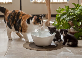 Comment fonctionne une fontaine sans pompe ?