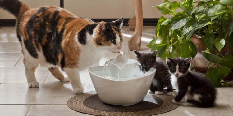 Comment fonctionne une fontaine sans pompe ?