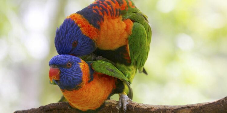 Comment font les oiseaux pour faire l'amour ?
