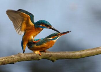 Comment font les oiseaux pour faire l'amour ?