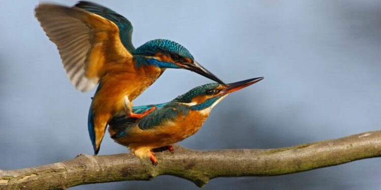 Comment font les oiseaux pour faire l'amour ?